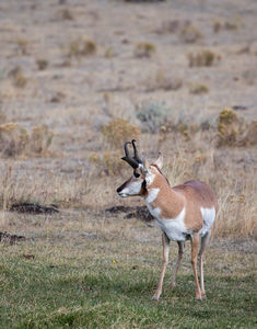 antelope buck, pronghorn, prairies, Antilocapra americana