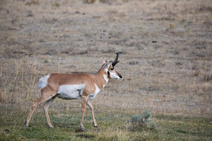 antelope buck, pronghorn, prairies, Antilocapra americana