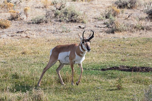 antelope buck, pronghorn, prairies, Antilocapra americana