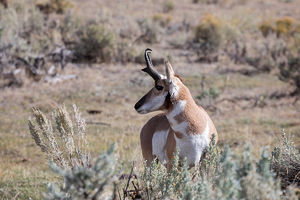 antelope buck, pronghorn, prairies, Antilocapra americana