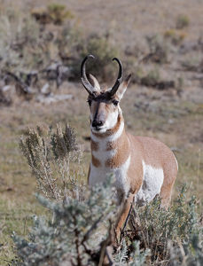 antelope buck, pronghorn, prairies, Antilocapra americana