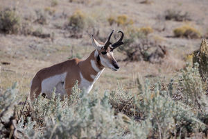 antelope buck, pronghorn, prairies, Antilocapra americana