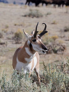 antelope buck, pronghorn, prairies, Antilocapra americana