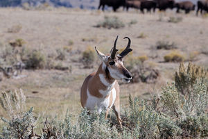 antelope buck, pronghorn, prairies, Antilocapra americana