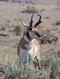 antelope buck, pronghorn, prairies, Antilocapra americana