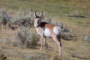 antelope buck, pronghorn, prairies, Antilocapra americana