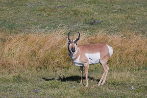 antelope buck, pronghorn, prairies, Antilocapra americana