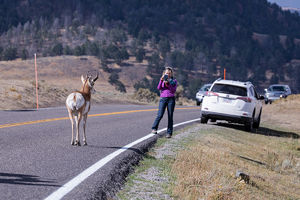 antelope buck, pronghorn, prairies, Antilocapra americana