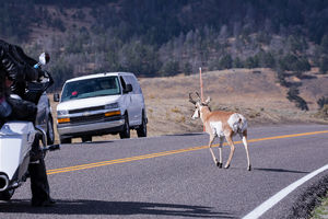 antelope buck, pronghorn, prairies, Antilocapra americana