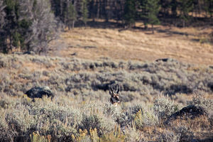antelope buck, pronghorn, prairies, Antilocapra americana