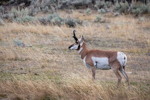 antelope buck, pronghorn, prairies, Antilocapra americana