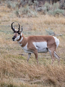 antelope buck, pronghorn, prairies, Antilocapra americana