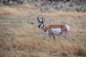 antelope buck, pronghorn, prairies, Antilocapra americana