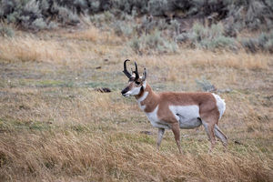 antelope buck, pronghorn, prairies, Antilocapra americana
