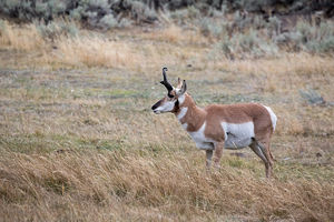 antelope buck, pronghorn, prairies, Antilocapra americana