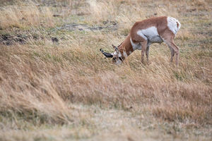 antelope buck, pronghorn, prairies, Antilocapra americana