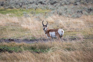 antelope buck, pronghorn, prairies, Antilocapra americana