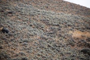 antelope buck, pronghorn, prairies, Antilocapra americana