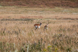 antelope buck, pronghorn, prairies, Antilocapra americana