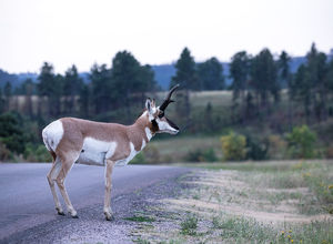 antelope buck, pronghorn, prairies, Antilocapra americana