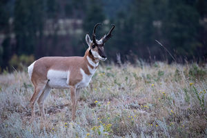 antelope buck, pronghorn, prairies, Antilocapra americana