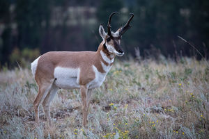 antelope buck, pronghorn, prairies, Antilocapra americana