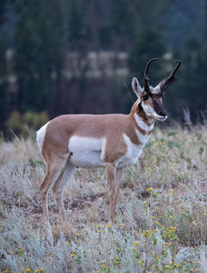 antelope buck, pronghorn, prairies, Antilocapra americana