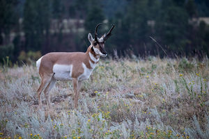 antelope buck, pronghorn, prairies, Antilocapra americana