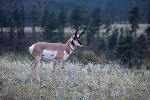 antelope buck, pronghorn, prairies, Antilocapra americana