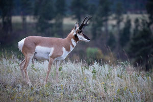 antelope buck, pronghorn, prairies, Antilocapra americana