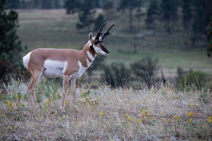 antelope buck, pronghorn, prairies, Antilocapra americana