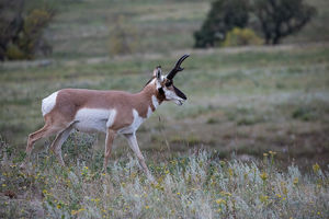 antelope buck, pronghorn, prairies, Antilocapra americana