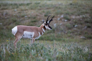 antelope buck, pronghorn, prairies, Antilocapra americana