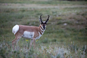 antelope buck, pronghorn, prairies, Antilocapra americana