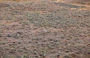 antelope buck, pronghorn, prairies, Antilocapra americana