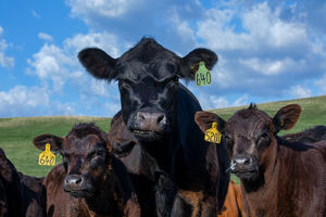 Cattle - cows & calves 2