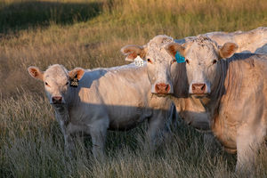 Cattle - cows & calves 3