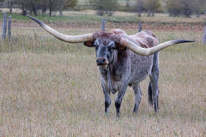 Cattle - longhorns