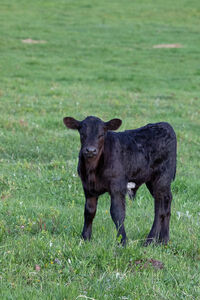 Cattle - calves 3