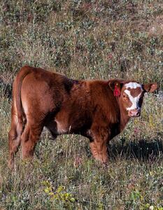 Cattle - calves 4