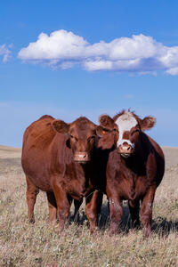 Cattle - cows 3