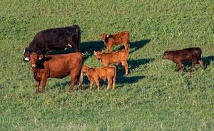 Cattle - cows & calves 4