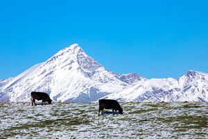 Cattle - winter 2