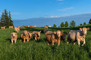 Cattle - Charolais Beauties