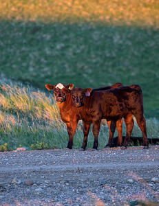 Cattle - calves 4