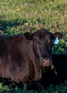 Cattle - Portraits 2