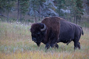Bison - Custer State Park, Black Hills