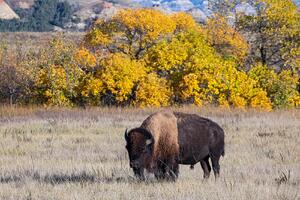 Bison - Theodore Roosevelt National Park