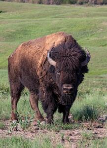 Bison (North American Buffalo) 3