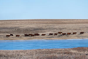 Cattle - herd 3